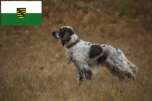 Mehr über den Artikel erfahren English Springer Spaniel Züchter und Welpen in Sachsen