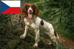 Mehr über den Artikel erfahren English Springer Spaniel Züchter und Welpen in Tschechien