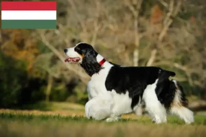Mehr über den Artikel erfahren English Springer Spaniel Züchter und Welpen in Ungarn