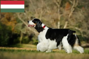 Read more about the article English Springer Spaniel Züchter und Welpen in Ungarn