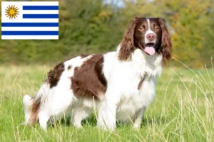 Mehr über den Artikel erfahren English Springer Spaniel Züchter und Welpen in Uruguay