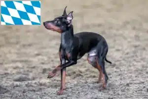 Mehr über den Artikel erfahren English Toy Terrier Züchter und Welpen in Bayern