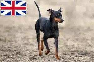 Mehr über den Artikel erfahren English Toy Terrier Züchter und Welpen in Großbritannien