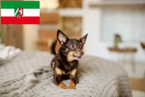 Mehr über den Artikel erfahren English Toy Terrier Züchter und Welpen in Nordrhein-Westfalen