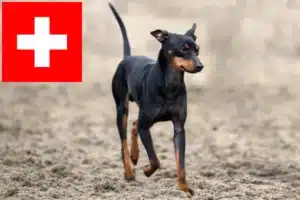 Mehr über den Artikel erfahren English Toy Terrier Züchter und Welpen in der Schweiz