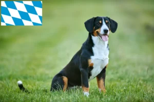 Mehr über den Artikel erfahren Entlebucher Sennenhund Züchter und Welpen in Bayern