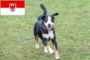 Mehr über den Artikel erfahren Entlebucher Sennenhund Züchter und Welpen in Brandenburg