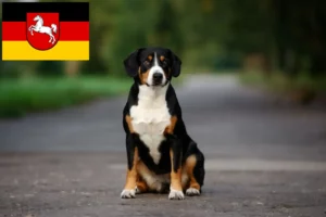 Mehr über den Artikel erfahren Entlebucher Sennenhund Züchter und Welpen in Niedersachsen