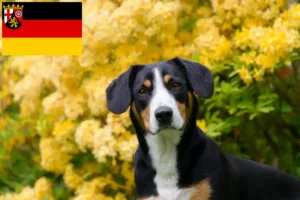 Mehr über den Artikel erfahren Entlebucher Sennenhund Züchter und Welpen in Rheinland-Pfalz