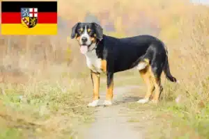 Mehr über den Artikel erfahren Entlebucher Sennenhund Züchter und Welpen im Saarland