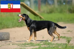 Mehr über den Artikel erfahren Entlebucher Sennenhund Züchter und Welpen in Schleswig-Holstein