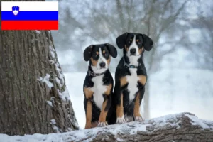 Mehr über den Artikel erfahren Entlebucher Sennenhund Züchter und Welpen in Slowenien