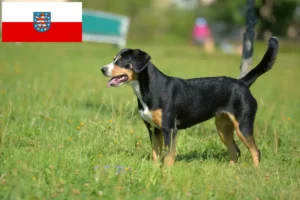 Mehr über den Artikel erfahren Entlebucher Sennenhund Züchter und Welpen in Thüringen