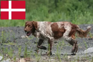 Mehr über den Artikel erfahren Epagneul Breton Züchter und Welpen in Dänemark