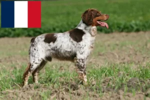 Mehr über den Artikel erfahren Epagneul Breton Züchter und Welpen in Frankreich