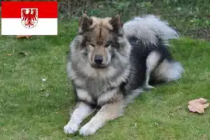 Mehr über den Artikel erfahren Eurasier Züchter und Welpen in Brandenburg