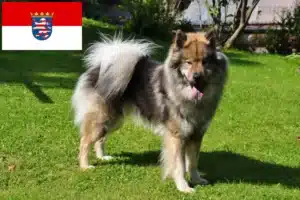 Mehr über den Artikel erfahren Eurasier Züchter und Welpen in Hessen