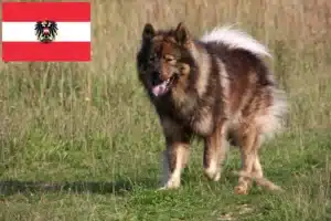 Mehr über den Artikel erfahren Eurasier Züchter und Welpen in Österreich