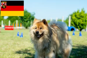 Mehr über den Artikel erfahren Eurasier Züchter und Welpen in Rheinland-Pfalz