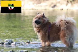 Mehr über den Artikel erfahren Eurasier Züchter und Welpen in Sachsen-Anhalt