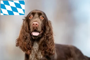 Mehr über den Artikel erfahren Field Spaniel Züchter und Welpen in Bayern