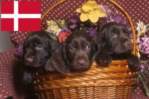 Mehr über den Artikel erfahren Field Spaniel Züchter und Welpen in Dänemark