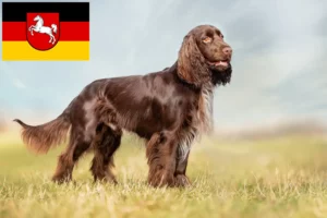 Mehr über den Artikel erfahren Field Spaniel Züchter und Welpen in Niedersachsen