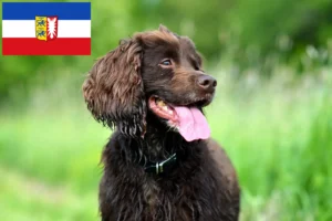 Mehr über den Artikel erfahren Field Spaniel Züchter und Welpen in Schleswig-Holstein