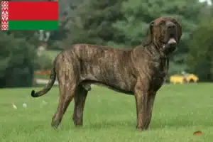 Mehr über den Artikel erfahren Fila Brasileiro Züchter und Welpen in Belarus