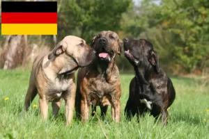 Mehr über den Artikel erfahren Fila Brasileiro Züchter und Welpen in Deutschland