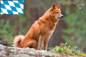 Mehr über den Artikel erfahren Finnenspitz Züchter und Welpen in Bayern