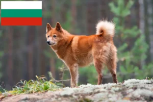 Mehr über den Artikel erfahren Finnenspitz Züchter und Welpen in Bulgarien