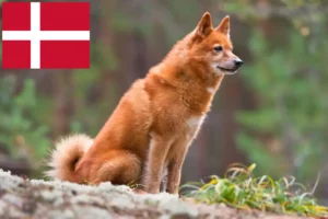 Mehr über den Artikel erfahren Finnenspitz Züchter und Welpen in Dänemark