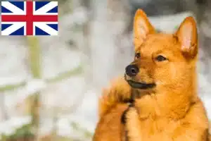 Mehr über den Artikel erfahren Finnenspitz Züchter und Welpen in Großbritannien