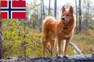 Mehr über den Artikel erfahren Finnenspitz Züchter und Welpen in Norwegen