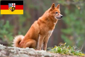 Mehr über den Artikel erfahren Finnenspitz Züchter und Welpen im Saarland