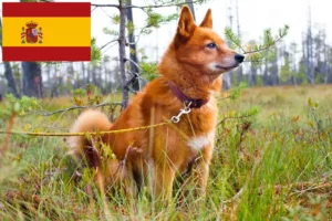 Mehr über den Artikel erfahren Finnenspitz Züchter und Welpen in Spanien