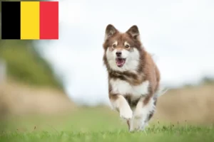 Mehr über den Artikel erfahren Finnischer Lapphund Züchter und Welpen in Belgien
