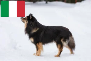 Mehr über den Artikel erfahren Finnischer Lapphund Züchter und Welpen in Italien