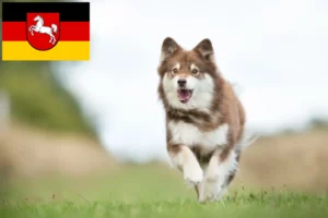 Mehr über den Artikel erfahren Finnischer Lapphund Züchter und Welpen in Niedersachsen