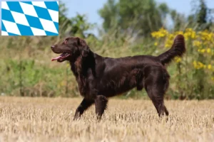 Read more about the article Flat Coated Retriever Züchter und Welpen in Bayern