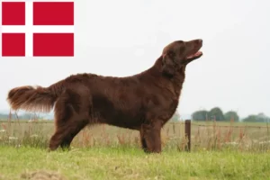 Mehr über den Artikel erfahren Flat Coated Retriever Züchter und Welpen in Dänemark