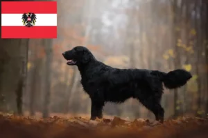 Read more about the article Flat Coated Retriever Züchter und Welpen in Österreich