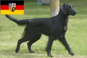 Mehr über den Artikel erfahren Flat Coated Retriever Züchter und Welpen im Saarland