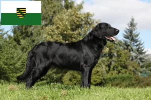 Mehr über den Artikel erfahren Flat Coated Retriever Züchter und Welpen in Sachsen