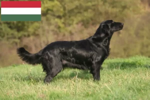 Mehr über den Artikel erfahren Flat Coated Retriever Züchter und Welpen in Ungarn