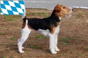 Mehr über den Artikel erfahren Foxterrier Züchter und Welpen in Bayern