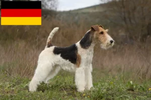 Mehr über den Artikel erfahren Foxterrier Züchter und Welpen in Deutschland