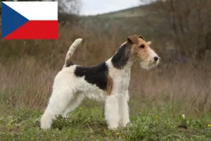 Mehr über den Artikel erfahren Foxterrier Züchter und Welpen in Tschechien