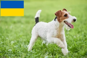 Mehr über den Artikel erfahren Foxterrier Züchter und Welpen in der Ukraine